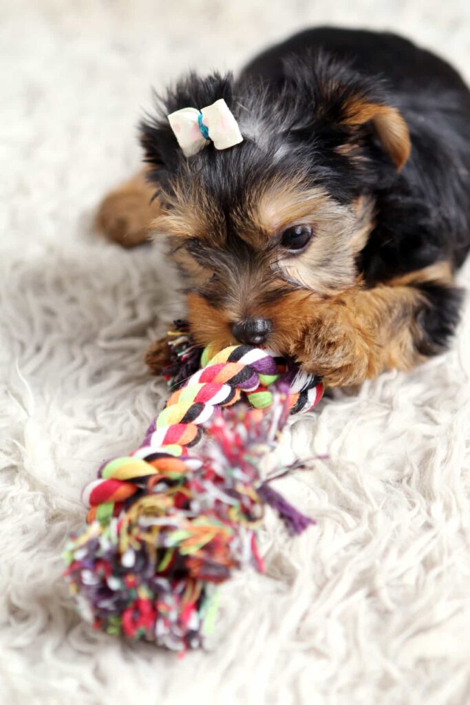 perrito-jugando-con-juguete-biodegradable